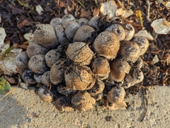Agaricineae