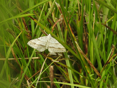 Perizoma parallelolineatum