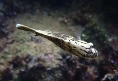 Lobotes surinamensis