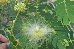 Albizia lebbeck