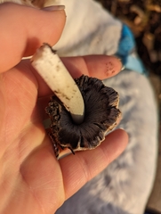 Agaricineae