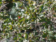 Amelanchier alnifolia