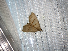 Gonepatica opalina
