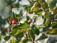 Amelanchier alnifolia