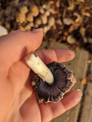 Agaricineae