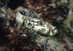 Lobotes surinamensis