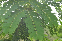 Albizia lebbeck