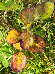Symphoricarpos occidentalis