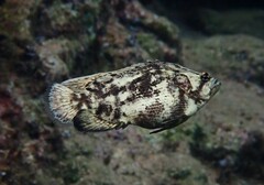 Lobotes surinamensis