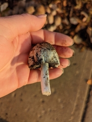 Agaricineae