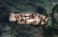 Lobotes surinamensis