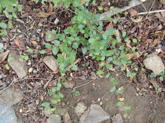 Celtis pallida