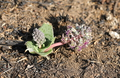 Ledebouria ovatifolia