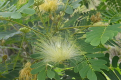 Albizia lebbeck
