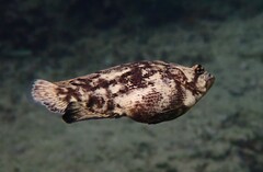Lobotes surinamensis