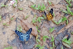 Dysphania subrepleta