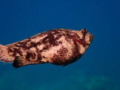 Lobotes surinamensis