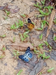 Dysphania subrepleta