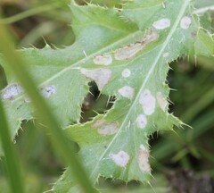 Coleophora peribenanderi