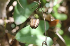 Aristolochia triangularis