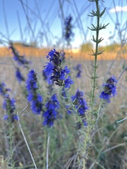 Hyssopus officinalis