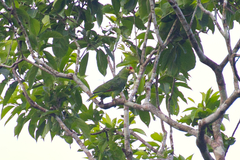 Amazona autumnalis