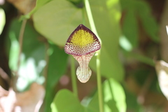 Aristolochia triangularis
