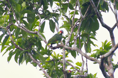 Amazona autumnalis
