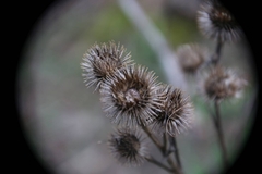 Arctium nemorosum