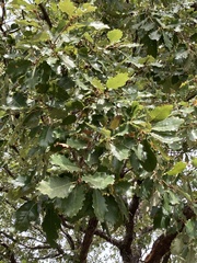 Quercus faginea