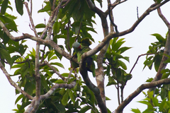 Amazona autumnalis