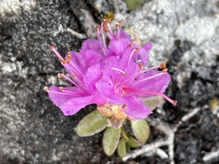 Rhododendron lapponicum