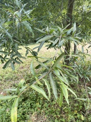 Quercus phellos