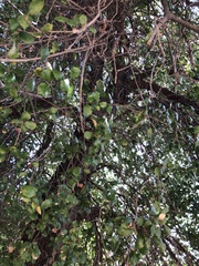 Quercus agrifolia