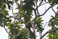 Amazona autumnalis