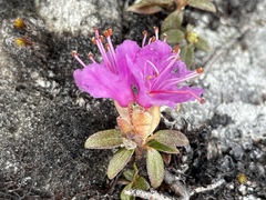 Rhododendron lapponicum
