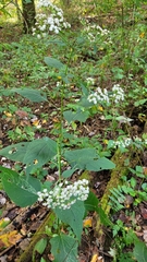 Ageratina altissima