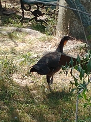 Penelope obscura
