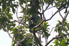 Amazona autumnalis