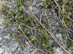 Betula glandulosa
