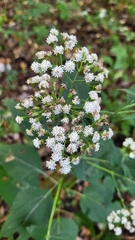 Ageratina altissima