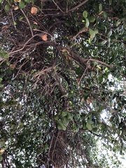 Quercus agrifolia