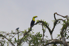 Ramphastos sulfuratus