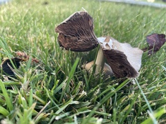 Candolleomyces candolleanus