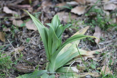 Chloraea membranacea