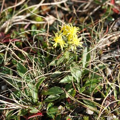 Solidago simplex