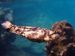 Lobotes surinamensis