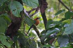 Baryphthengus martii