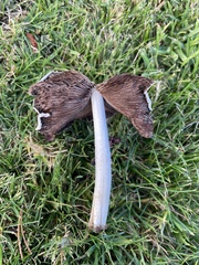 Candolleomyces candolleanus