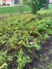 Thelypteris palustris